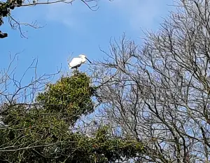 Allet 01 Broedende Leperlaar